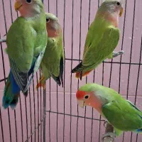 کوتوله برزیلی رخ هلویی