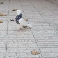 یک جفت طوقی درمبارکه.|پرنده|مبارکه, |دیوار