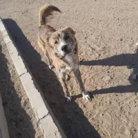 سگ فروشی|سگ|اسفراین, |دیوار