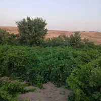 فروش باغ انگور در روستای گیجالی پایین|فروش دفتر صنعتی، کشاورزی، تجاری|بروجرد, |دیوار