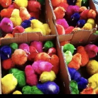 جوجه عمده محلی اردک رنگی