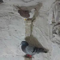 کفتر|پرنده|تربت جام, والفجر|دیوار