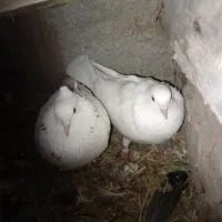 کبوتر.کفتر