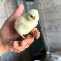 جوجه سبرایت و گلین