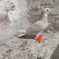 کفتر شازده زرد نقاشی|پرنده|کرباسک, |دیوار