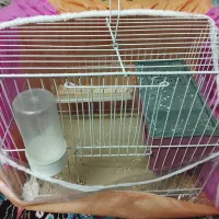 قفس به همراه یک جفت مرغ عشق چشم شرابی