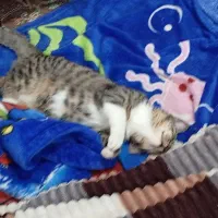 گربه گمشده|حیوانات|تربت‌حیدریه, پائین ولایت|دیوار