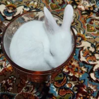 خرگوش های زیبا و دوست داشتنی