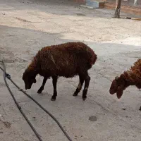 دوتا بره ماده