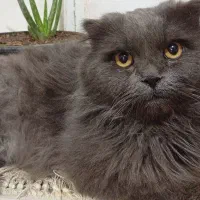 گربه ی اسکاتیش لانگ هیر