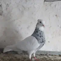 به دلیل جابجای|پرنده|محمدشهر, کوی بهار|دیوار