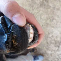 قوچ بره تازه  دندون عوض کرده به شرط اطل نژاد سیاه