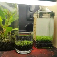 پلنت|ماهی|تهران, جوادیه تهرانپارس|دیوار