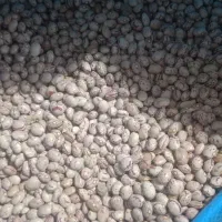 لوبیابذرکرمانشاه