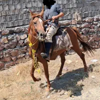 اسب نریان عرب ایرانی