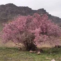 یونجه درجه یک