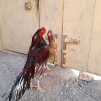 مرغ خروس نسل دار|حیوانات مزرعه|سراوان, |دیوار