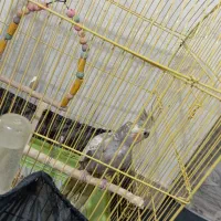 عروس هلندی ماده