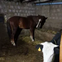 اسب قدبلندجوان|اسب و تجهیزات اسب‌سواری|ارومیه, |دیوار