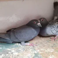 کبوتر پلاکی