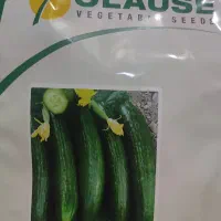 خیار شور بهترین درجه 1آفیسر F1