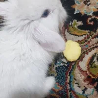 خرگوش مینی لپ|موش و خرگوش|مشهد, شهید آوینی|دیوار