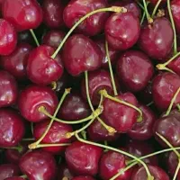 نهال گیلاس وآلو|خدمات باغبانی و درختکاری|سنندج, |دیوار