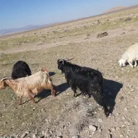 ۴۰ راس گوسفند