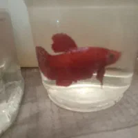 ماهی فایتر نر|ماهی|تهران, زهتابی|دیوار