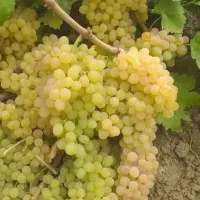 انواع نهال میوه|خدمات باغبانی و درختکاری|کاشمر, |دیوار