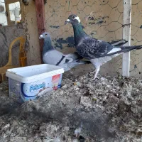 جفت کبوتر آلمانی