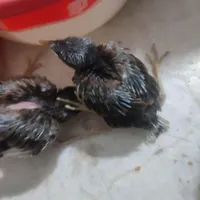 جوجه مینا افغان
