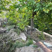 باغ۳۵۰متر جاده چالوس کیلومتر۳۵|فروش زمین و ملک کلنگی|آسارا, |دیوار