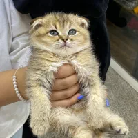 جشنواره شاپت