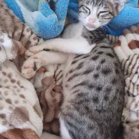 بچه گربه خونگی