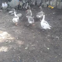 غاز|حیوانات مزرعه|سیاهکل, |دیوار