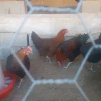 مرغ تخمگذار|حیوانات مزرعه|شهرضا, |دیوار