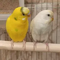 دو جفت مرغ عشق مولد با جوجه