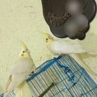 عروس هلندی