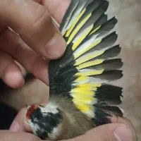 سهره|پرنده|خوی, |دیوار