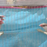 یک جفت فنچ شکلاتی و یک جفت سیلور