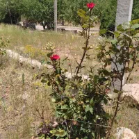 فروش ومعاوضه زمین ویلایی ۴۵۳متر مزرعه|فروش زمین و ملک کلنگی|صوفیان, |دیوار