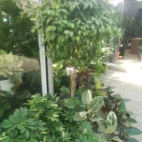 درخت گل گیاه تنه درخت طبیعی نهال|گل و گیاه طبیعی|تهران, طرشت|دیوار