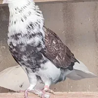 کفتر دهن جور به شرط و ضمانت ، کفتر گرو