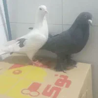 کبوتر پرشی|پرنده|قم, ولیعصر|دیوار