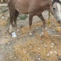اسب ماده  ۳ساله