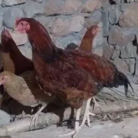 4عدد خروس|حیوانات مزرعه|سرپل ذهاب, |دیوار