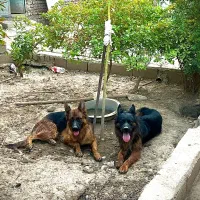 ماده ژرمن کلاس a جفت خورده|سگ|جیرفت, |دیوار