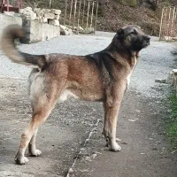 جفت سگ نر و ماده دزدیده شدن