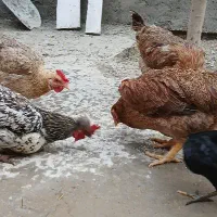 مرغ و جوجه